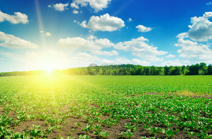 绿甜菜田和蓝天空的太阳农业景观图片