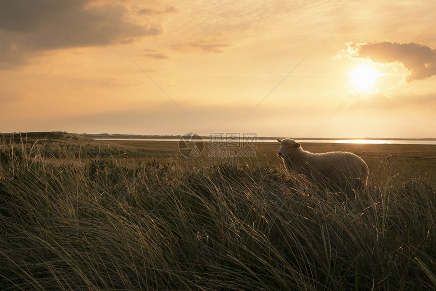 在阳光明媚的夏天在德国一只可爱的羔羊在黄色清晨的光线下穿过高草地图片