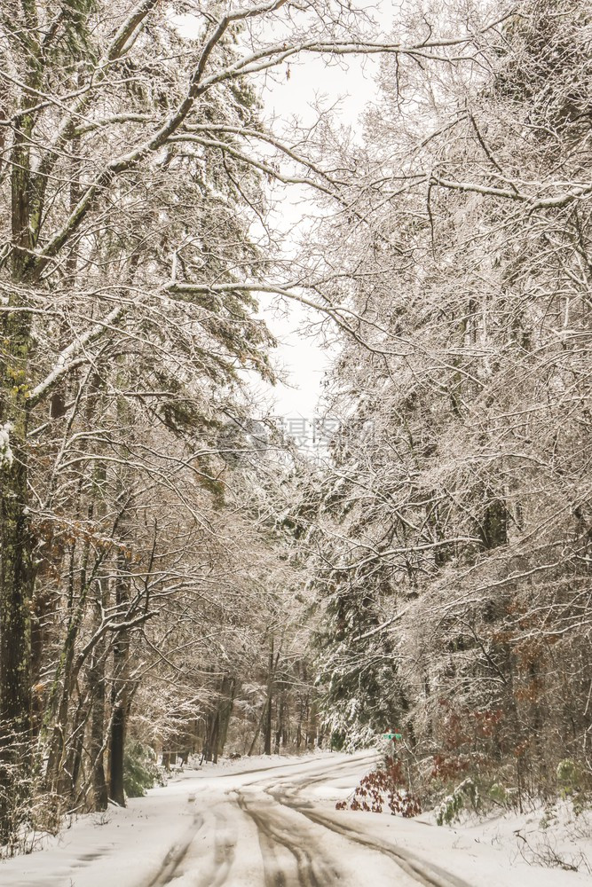 下雪的树林图片