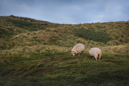 有两只羊在沙丘上放牧草和绿苔在阳光明媚的一天在锡尔特岛德国图片