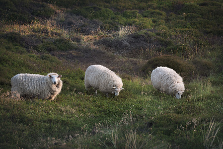 三只羊乡村风景如画的高清图片