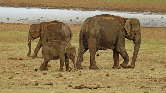 卡纳塔印度大象图片