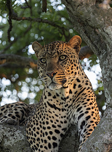 男豹子坐在一棵树上马赛拉非洲男豹子坐在一棵树上非洲高清图片