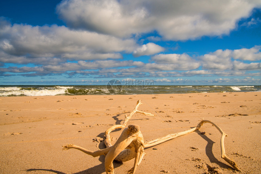 黄海沙滩上的漂浮木图片
