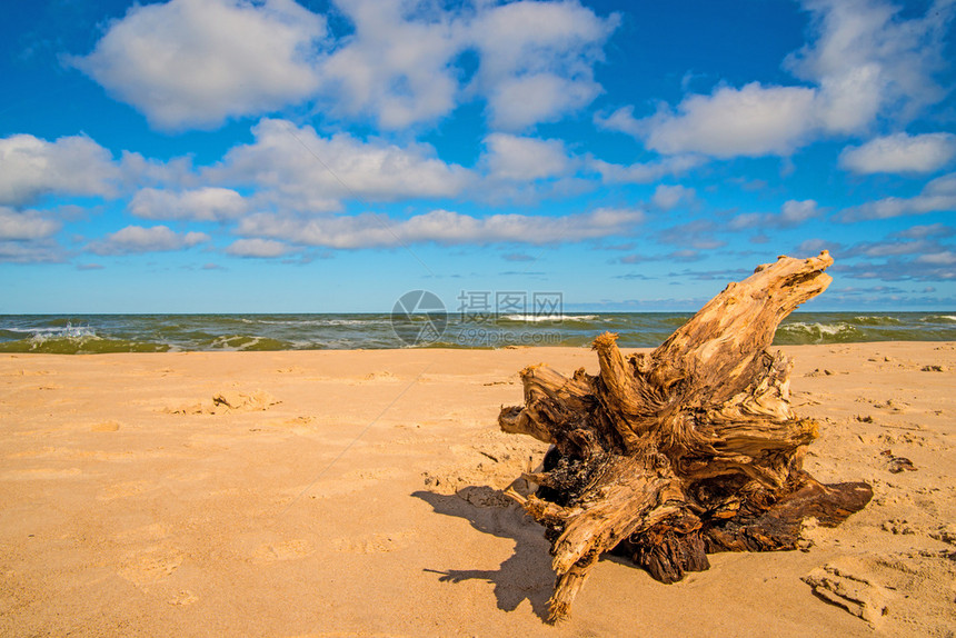 黄海沙滩上的漂浮木图片