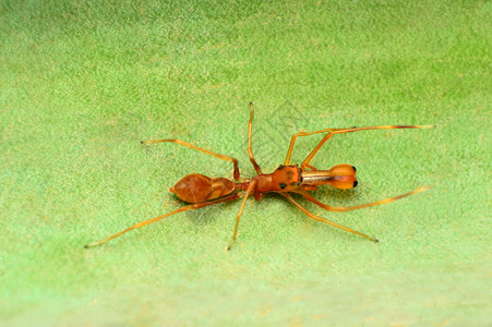 蚂蚁模仿蜘蛛图片