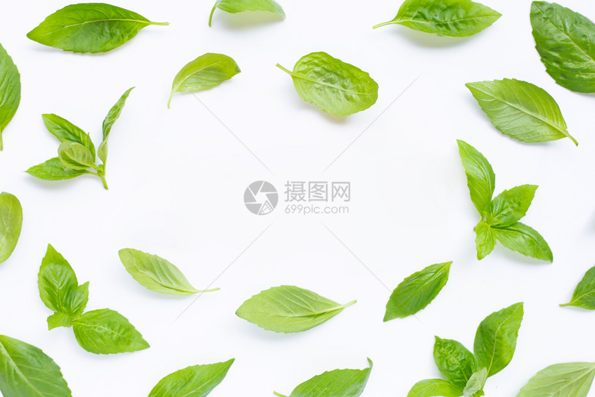 白色背景的新鲜树叶复制空格图片