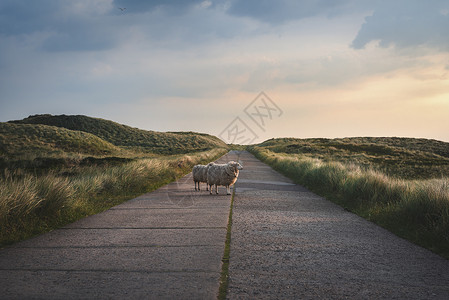 两只羊站在一条空的道路上图片