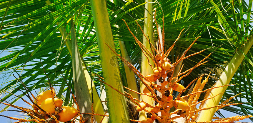 棕榈叶背景的皇家椰子照片很宽图片