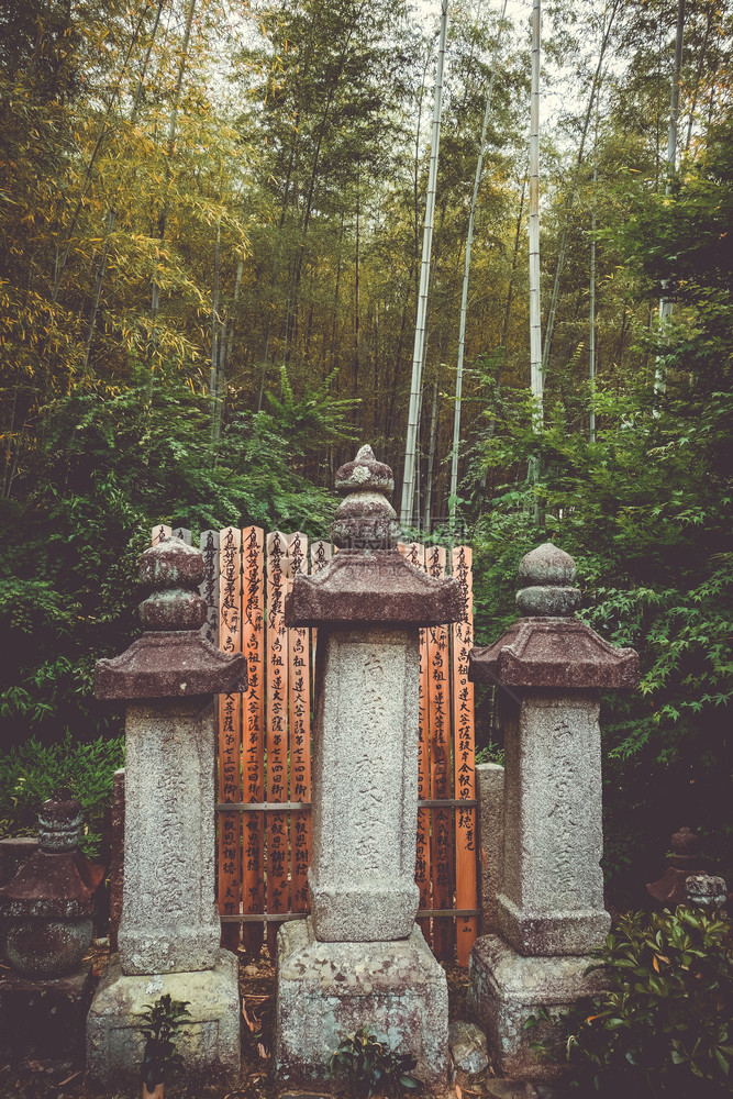 山竹林京都雅潘山竹林雅潘的图片