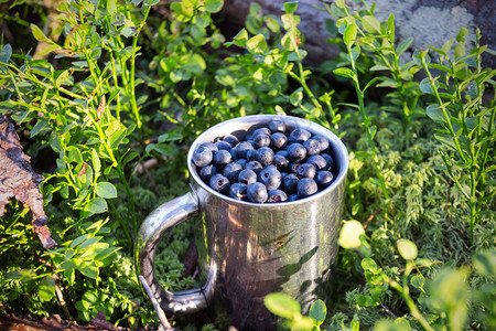 天然抗氧化剂蓝莓杯图片