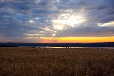 小麦田上日出美丽的乡村风景图片