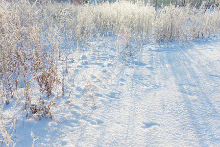 在阳光明媚的冬季日草和干白雪覆盖阳光明媚的冬季日美丽背景图片