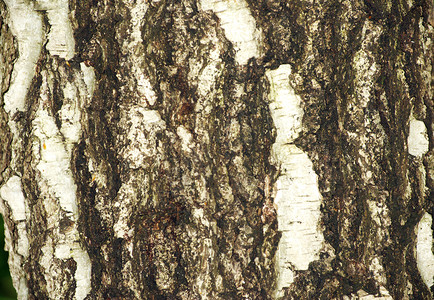 树的皮由旧皮纹理而成背景图片