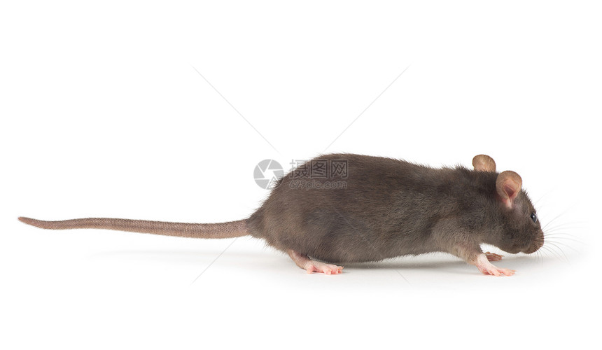白色背景上孤立的老鼠特写图片