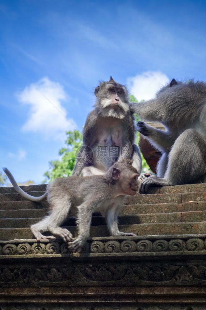 在神圣的猴子森林寺院屋顶上猴子乌布德巴利印地安尼西亚在猴子森林的寺院屋顶上猴子印地安尼西亚图片