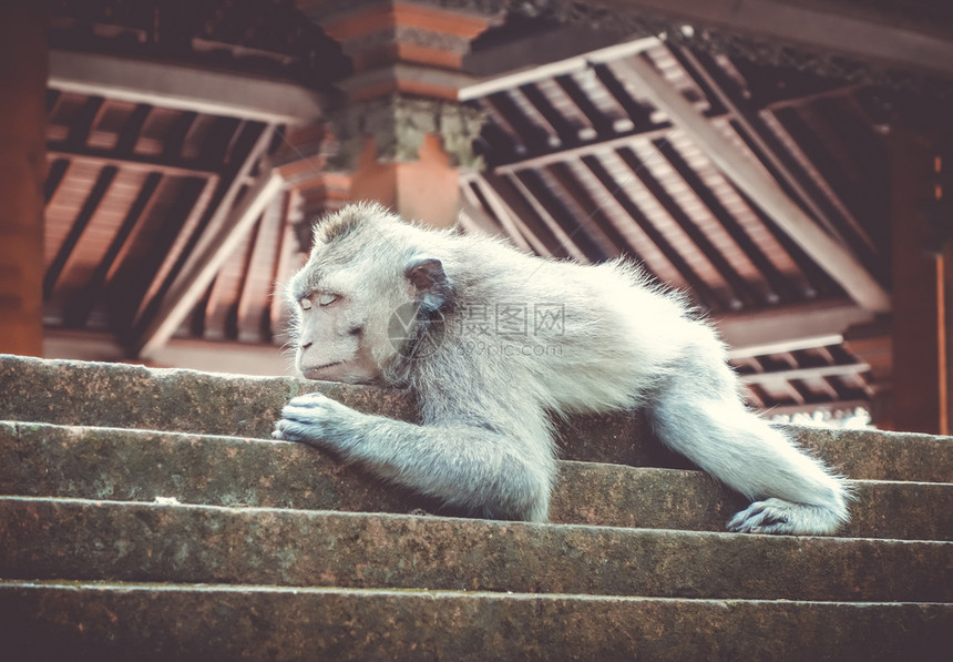 猴子睡在神圣的森林寺院屋顶上乌布德巴利印地安尼西亚猴子睡在森林的寺院屋顶上乌布德印地安尼西亚图片