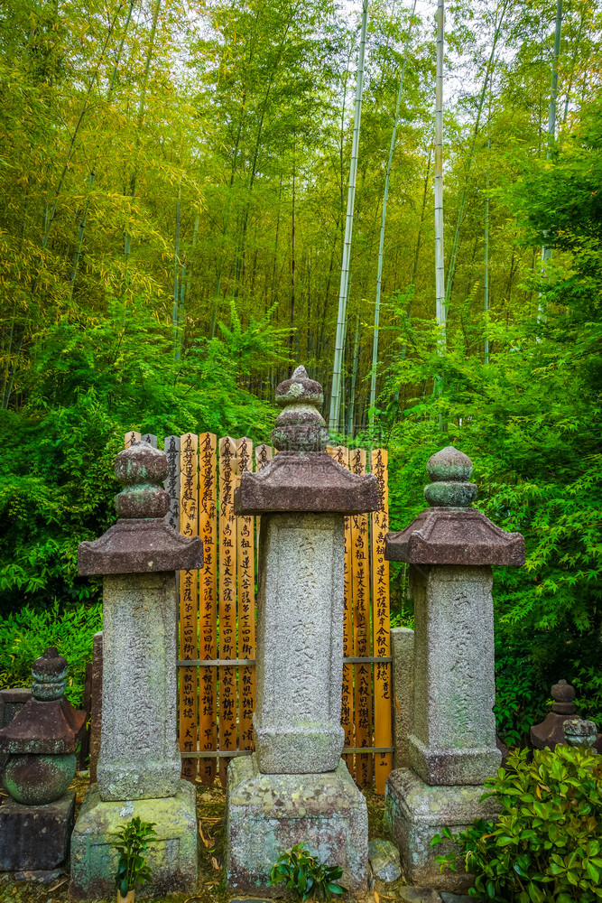 山竹林京都雅潘山竹林雅潘的图片