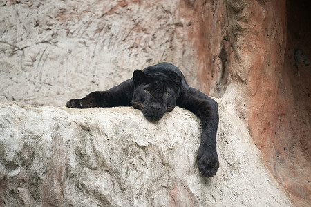 懒惰的黑豹躺在岩石上背景图片