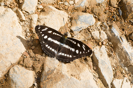 蝴蝶阿提玛乌帕利纳东亚里塔斯萨卡纳加兰印地亚图片