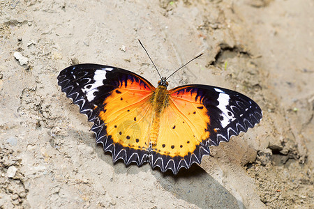 蝴蝶塞索西亚纳萨塔卡加兰印地亚图片