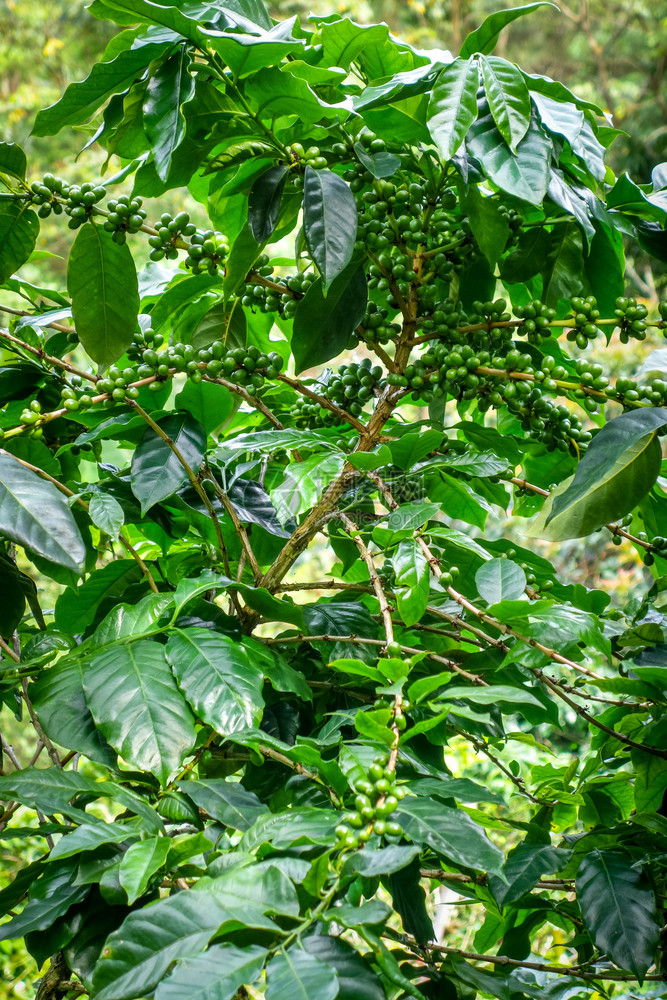 江马塔伊兰阿西亚加伊兰阿扬马附近咖啡种植园图片