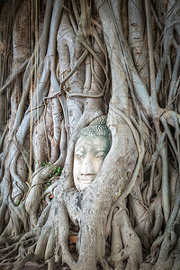 泰国大城府摩诃那寺佛祖树根菩萨头在树根大城府泰国背景图片