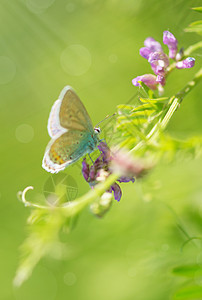 青鸟蝴蝶坐在夏草地上的叶高清图片