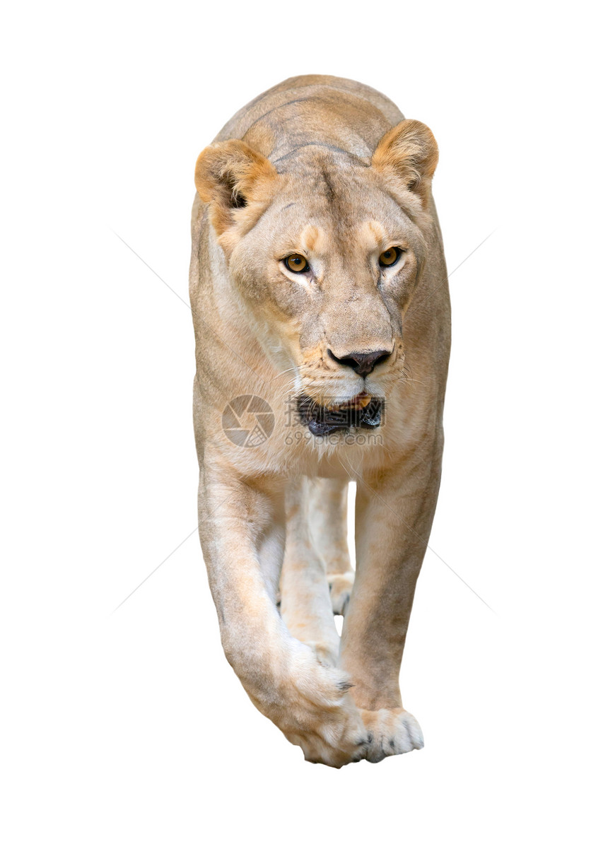 在白色背景下孤立行走的雌狮子豹列图片