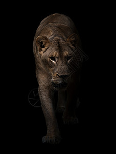 在黑暗背景中行走的雌狮子豹列高清图片