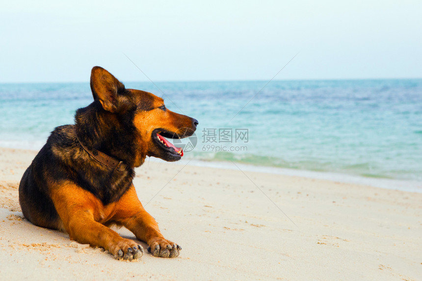 快乐的狗在沙滩上放松海洋和夏天的概念图片