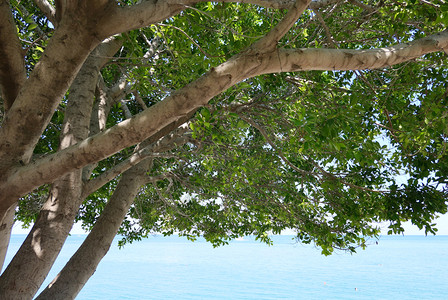 穿过树木的热带海面图片