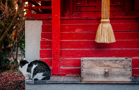 东北抗联精神秋天在日本红鬼屋的黑白毛发猫背景