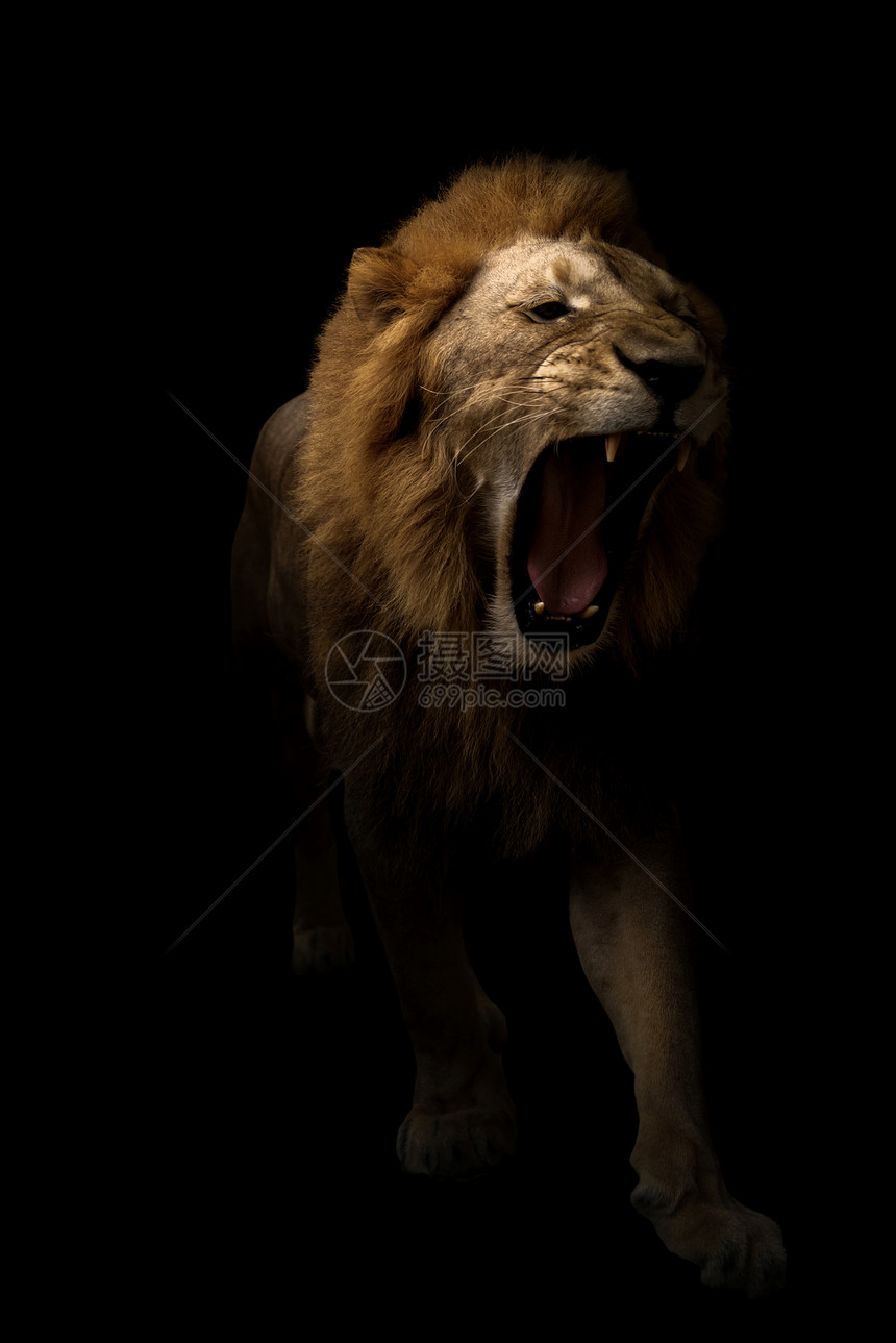 在黑暗背景中行走的雄狮子豹列图片