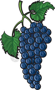 蓝色葡萄美味葡萄插画