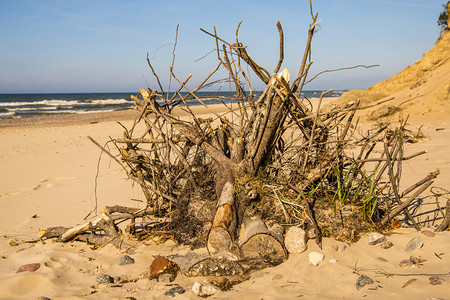 断水断电黄海沙滩上的漂浮木背景