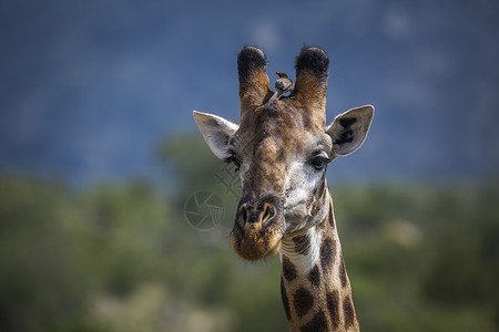 南部非洲Kruge公园自然长颈鹿肖像图片