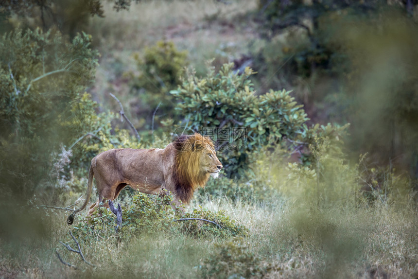 非洲狮子站在南部的Kruge公园的行走图片