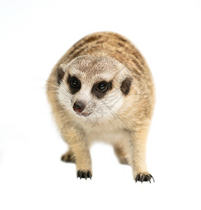 卡特迪尔哺乳动物猫鼬高清图片