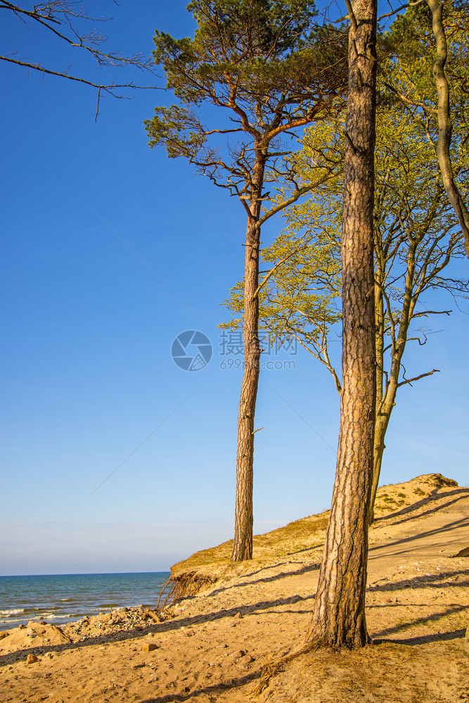 乌泽乔沃波兰有树木的沙丘乌泽乔沃有树木的沙丘图片