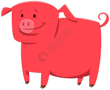 漫画插图可爱滑稽猪或饲养动物品图片