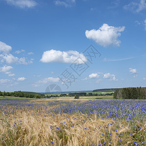 在阳光明媚的夏日罗切附近比利时阿登山地区有玉米花的比利时乡村风景图片