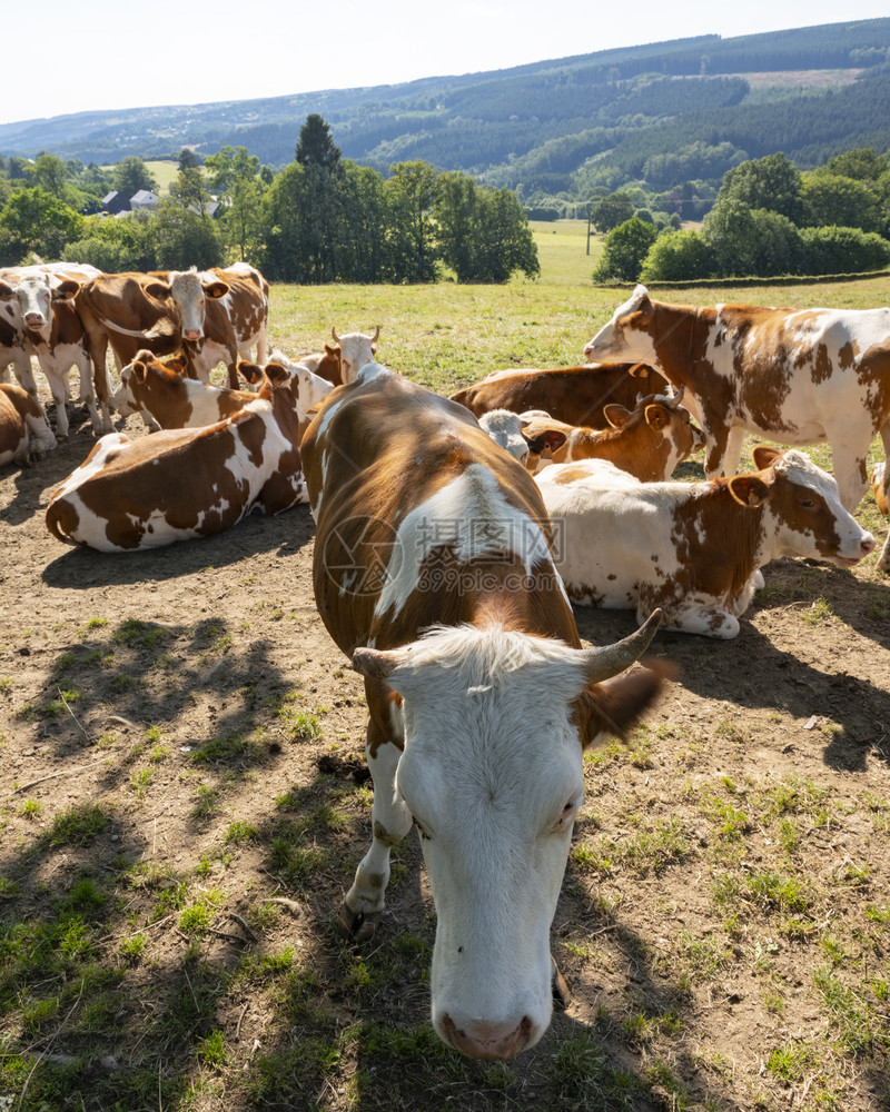 黄褐色的牛群躺下休息的肖像图片