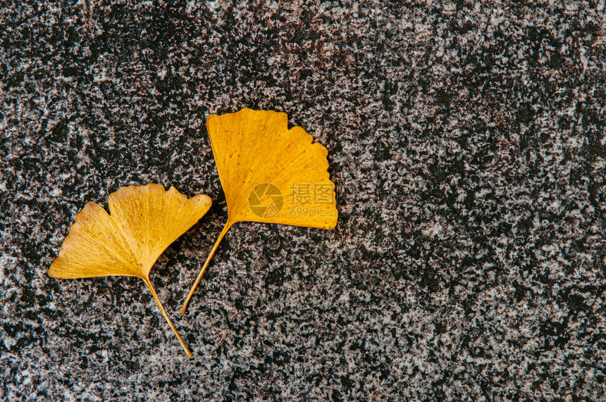 灰花岗岩背景的黄秋树叶灰花岗岩背景复制空间一面色彩多的季节变化概念壁纸图片