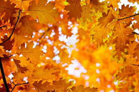 秋天黄色的树叶在枝上图片