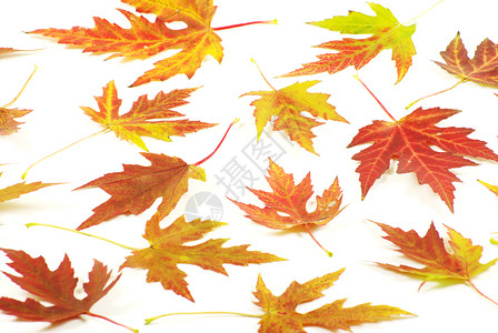 秋天白色的树叶图片