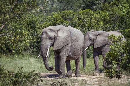 非洲灌木大象在南非洲Kruge公园的绿色草原上行走非洲大象的家庭图片