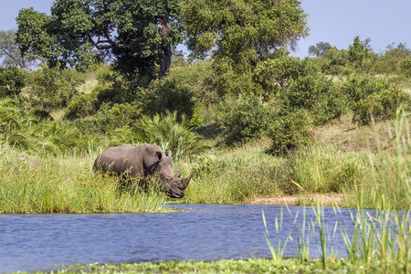 学犀牛网素材南部非洲Kruge公园的河边南部白犀牛非洲Kruge公园南部白犀牛面非洲部Kruge公园的cpeirotida家庭背景