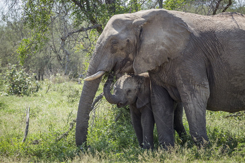 非洲南部的大象母亲和小象图片