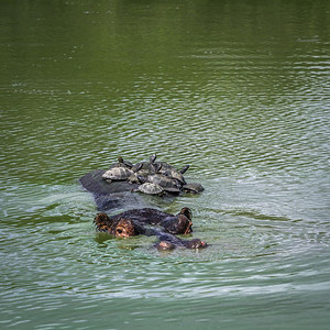 龟鳖科在非洲南部的kruge公园的河马和乌龟非洲南部的kruge公园的河马和安古拉塔背景